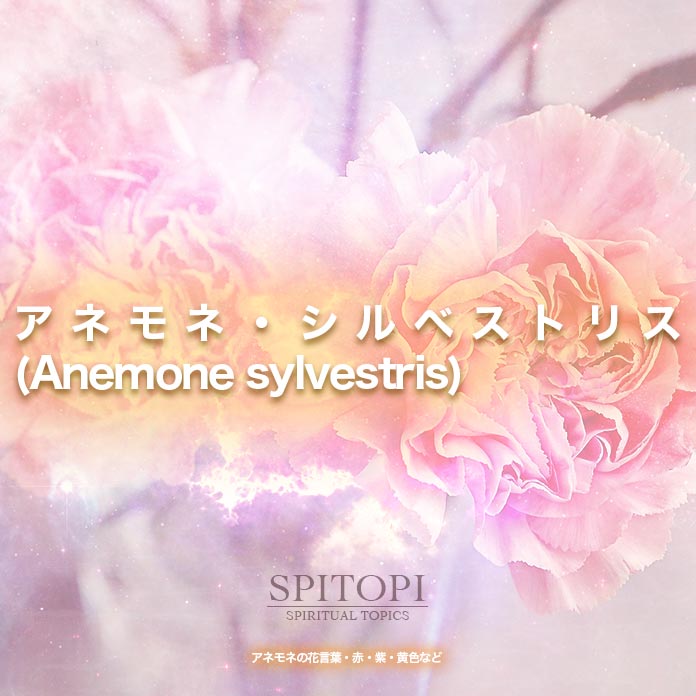 アネモネ・シルベストリス(Anemone sylvestris)