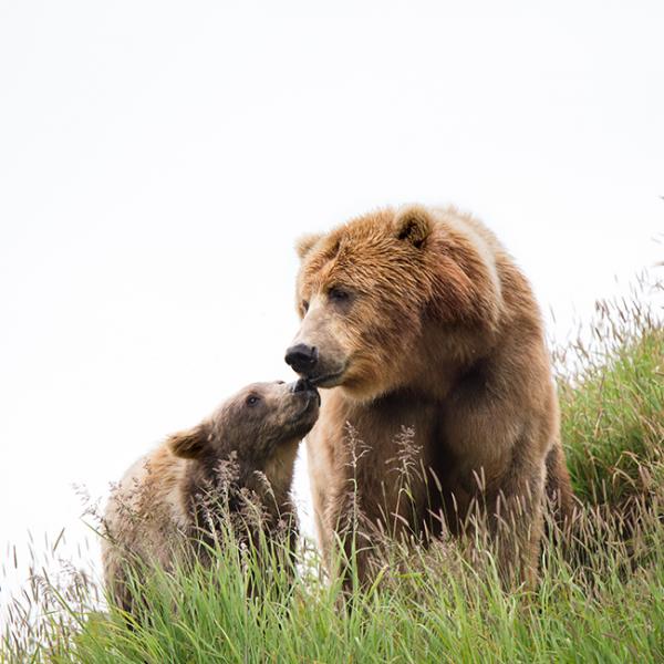 【夢占い】熊(クマ)の夢 | 熊を飼う・家族が襲われる・殺される・出会う