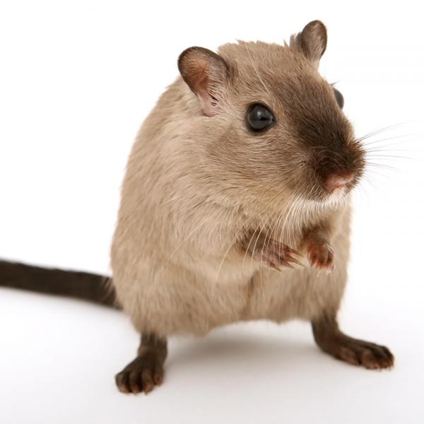 ネズミ顔の特徴