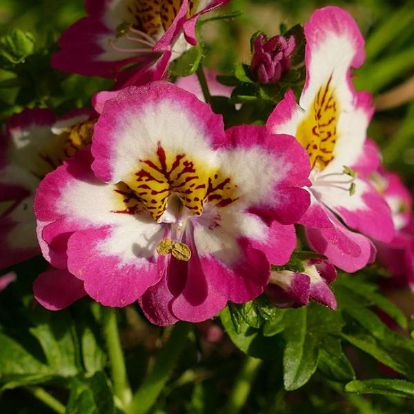 シザンサスの花言葉や花について解説 Spitopi