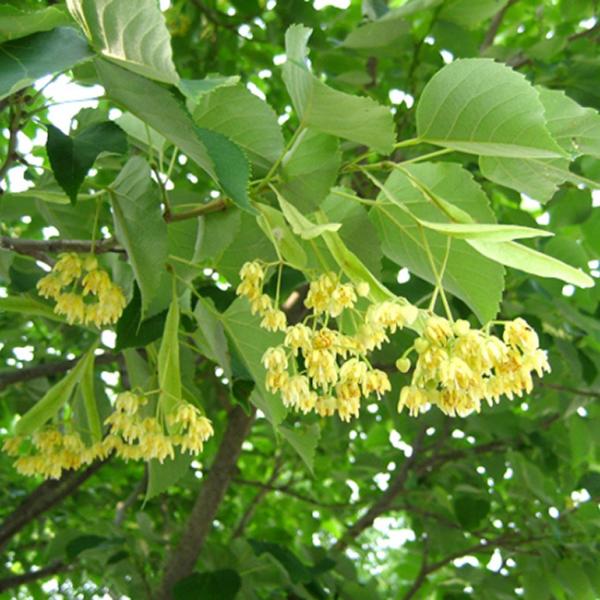ボダイジュ（菩提樹）の花言葉や花について解説