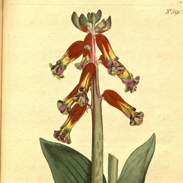 ラケナリアの花言葉やラクナリアについて解説 Spitopi