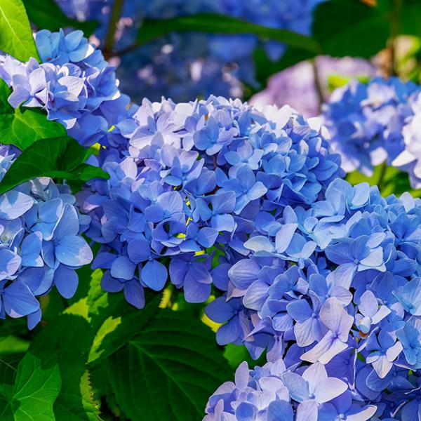 アジサイ(紫陽花)の花言葉・青色・紫色・白色・開花季節