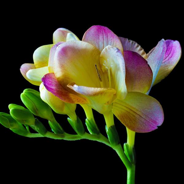 フリージアの花言葉や花について解説 Spitopi