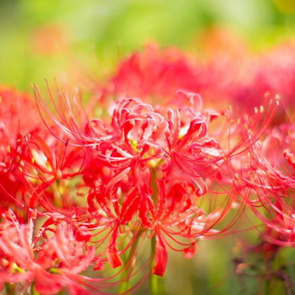 レンゲソウの花言葉・レンゲソウの色別花言葉・品種別の花言葉
