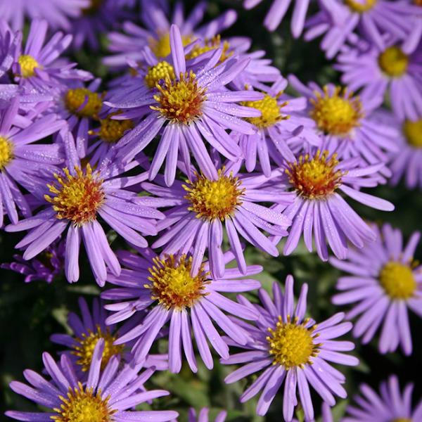シオン 紫苑 の花言葉 英語 種類別花言葉 Spitopi