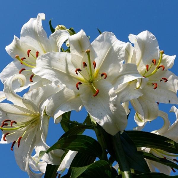 カサブランカの花言葉 英語 種類別花言葉 Spitopi