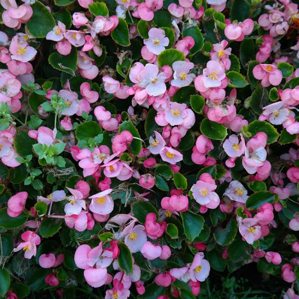シュウカイドウ 秋海棠 の花言葉 英語 種類別花言葉 Spitopi