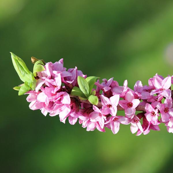 ジンチョウゲ 沈丁花 の花言葉 英語 種類別花言葉 Spitopi