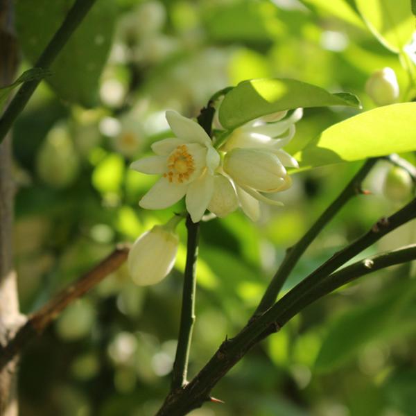 ユズ（柚子）の花言葉・英語など花の解説・種類別花言葉