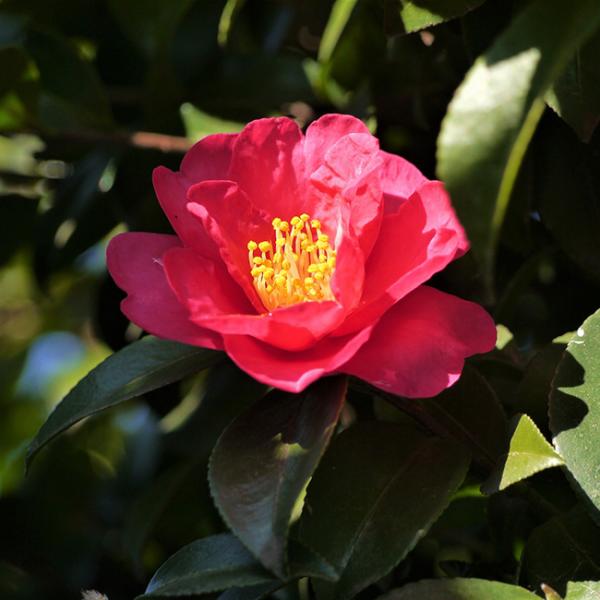 サザンカ(山茶花)の花言葉・英語など花の解説・色別・種類別花言葉