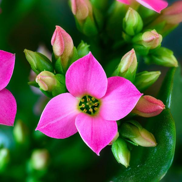 カランコエの花言葉・英語など花の解説・種類別花言葉