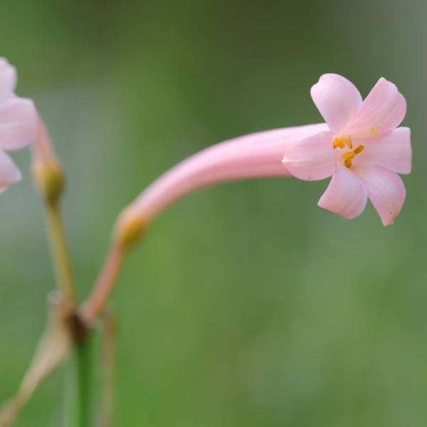 キルタンサスの花言葉・英語など花の解説・種類別花言葉