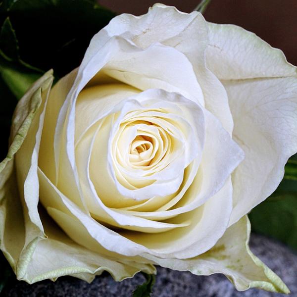 白い薔薇の花言葉・英語・種類別花言葉