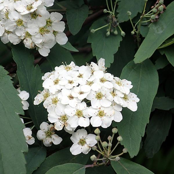 コデマリの花言葉 英語 種類別花言葉 Spitopi