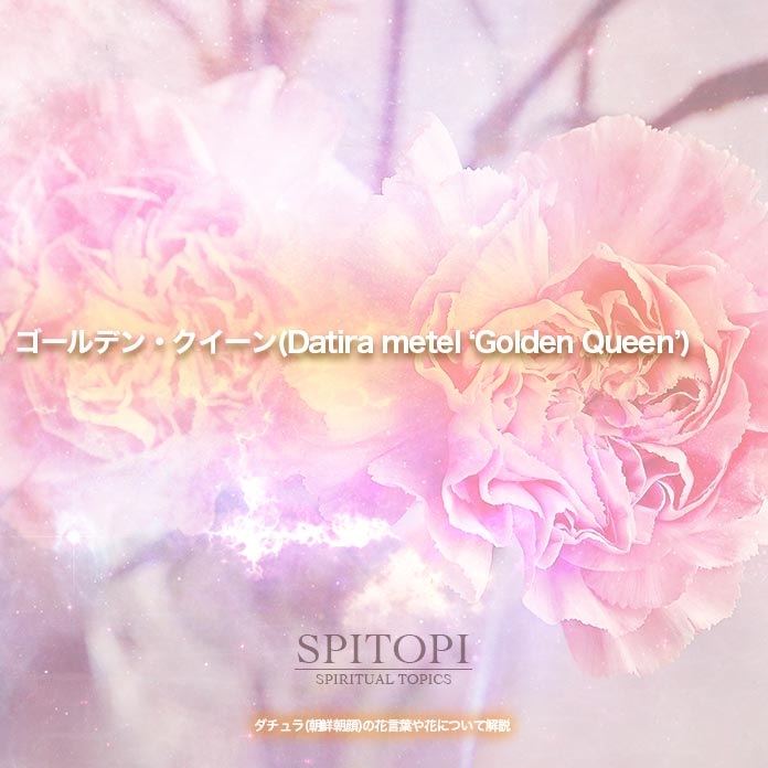 ゴールデン・クイーン(Datira metel ‘Golden Queen’)