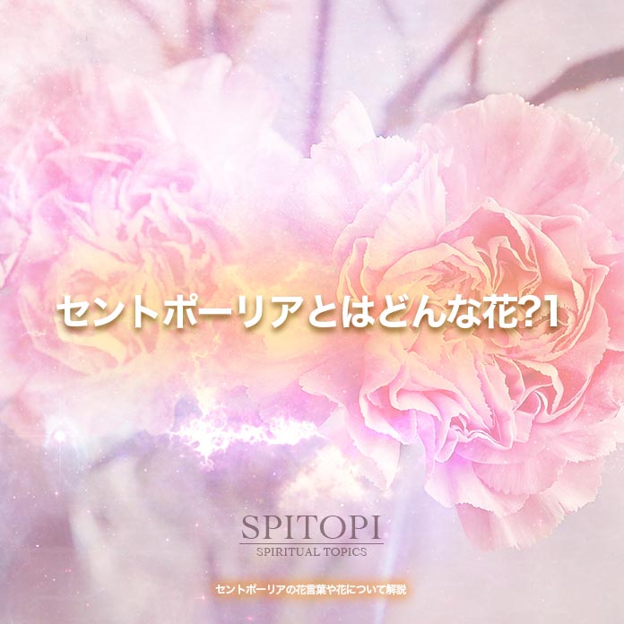 セントポーリアの花言葉や花について解説 Spitopi