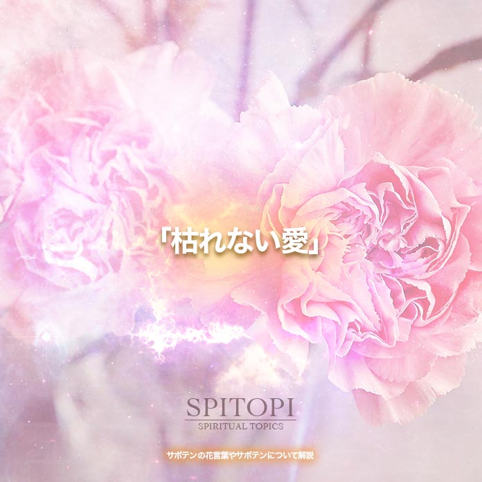 サボテンの花言葉やサボテンについて解説 Spitopi