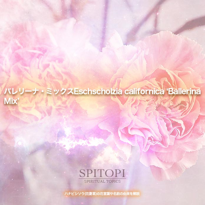 バレリーナ・ミックスEschscholzia californica ‘Ballerina Mix’