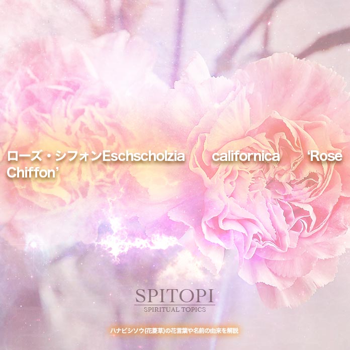 ローズ・シフォンEschscholzia californica ‘Rose Chiffon’