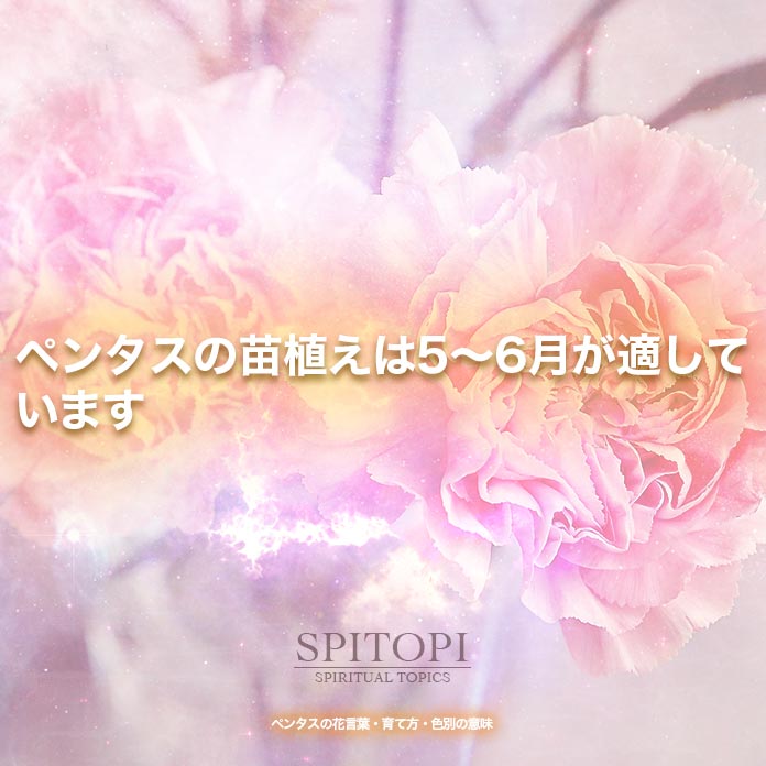 ペンタスの花言葉 育て方 色別の意味 Spitopi