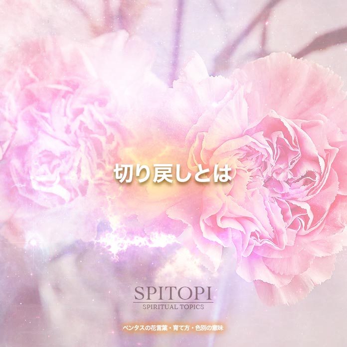 ペンタスの花言葉 育て方 色別の意味 Spitopi