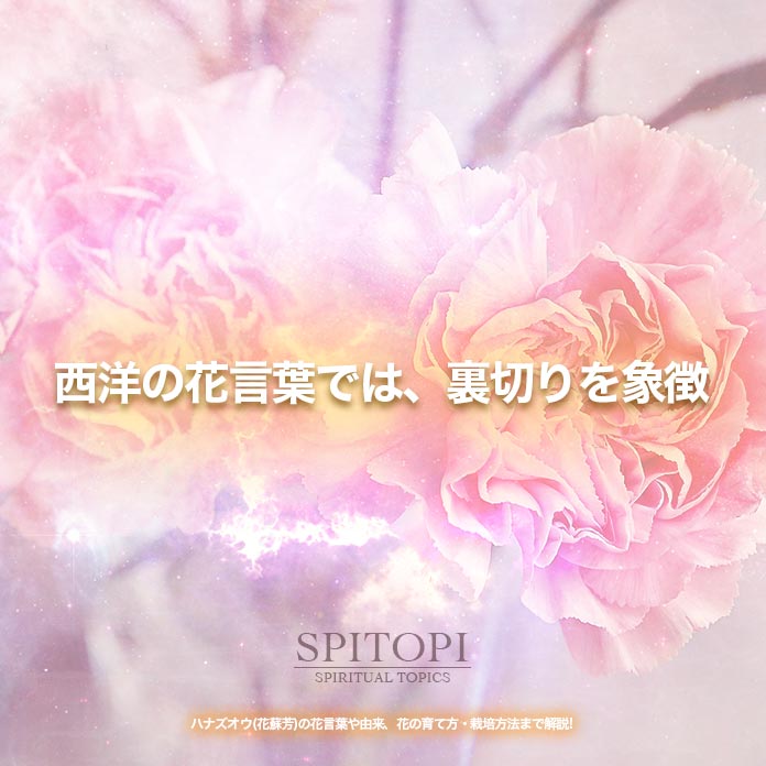 ハナズオウ 花蘇芳 の花言葉や由来 花の育て方 栽培方法まで解説 Spitopi