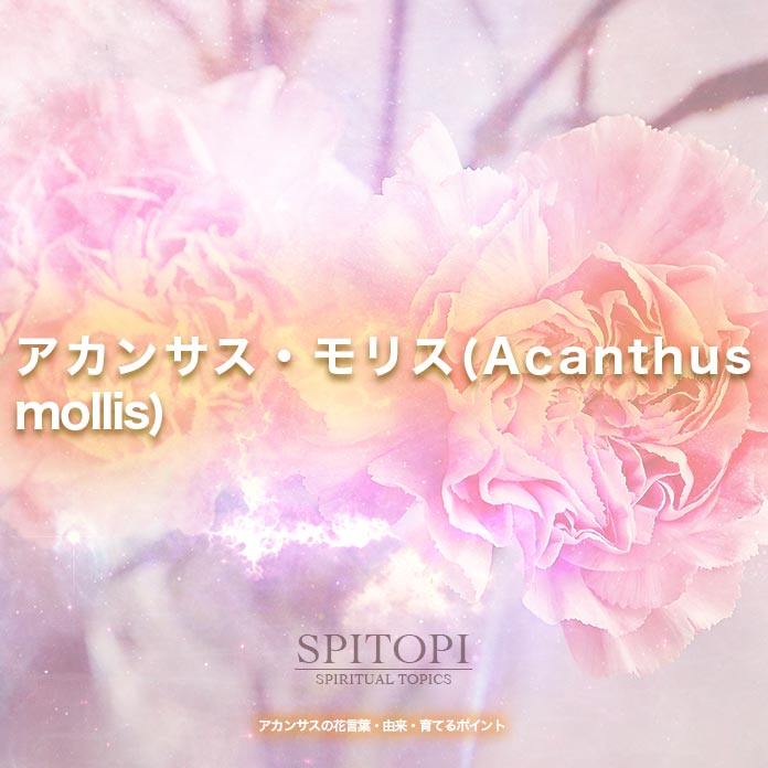 アカンサス・モリス(Acanthus mollis)