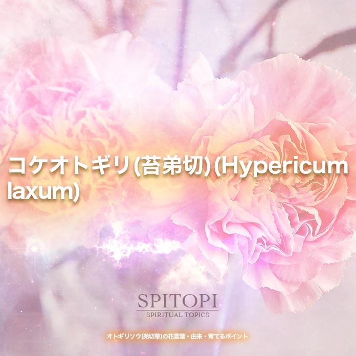 コケオトギリ(苔弟切)(Hypericum laxum)
