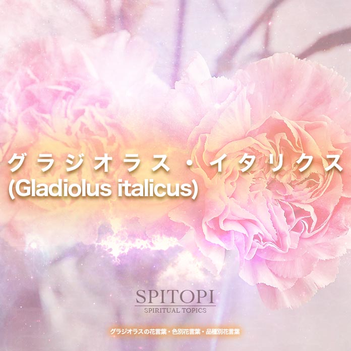 グラジオラス・イタリクス(Gladiolus italicus)
