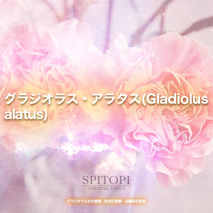 グラジオラス・アラタス(Gladiolus alatus)