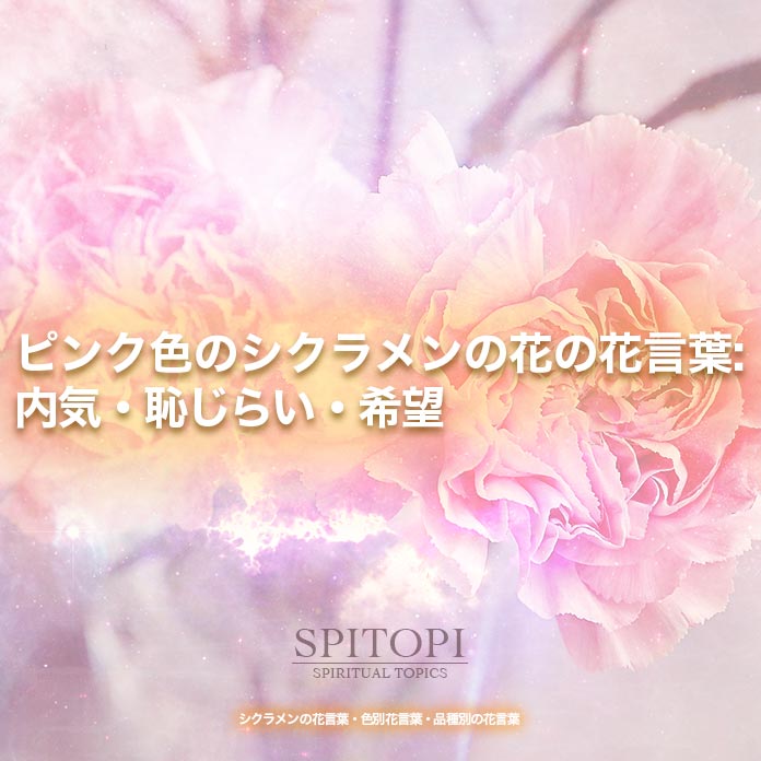 ピンク色のシクラメンの花の花言葉:内気・恥じらい・希望