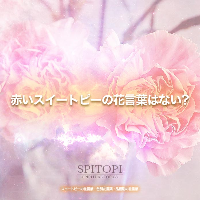 スイートピーの花言葉 色別花言葉 品種別の花言葉 Spitopi