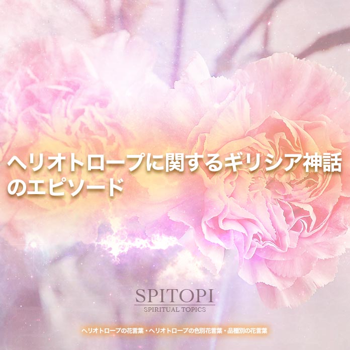 ヘリオトロープの花言葉 ヘリオトロープの色別花言葉 品種別の花言葉 Spitopi