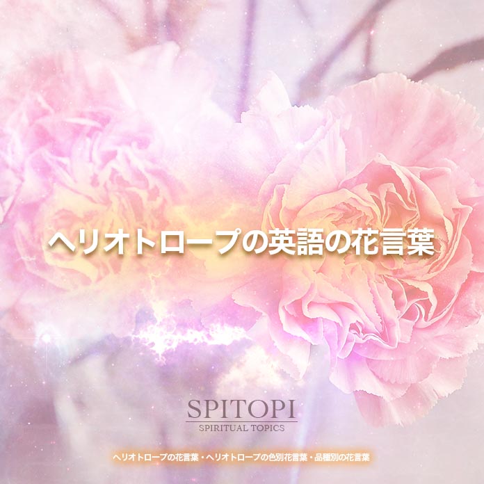 ヘリオトロープの花言葉 ヘリオトロープの色別花言葉 品種別の花言葉 Spitopi