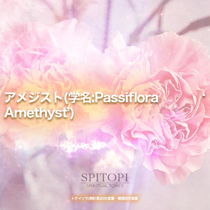 アメジスト(学名:Passiflora ‘Amethyst’)