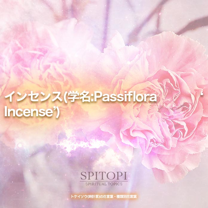 インセンス(学名:Passiflora  ‘Incense’)