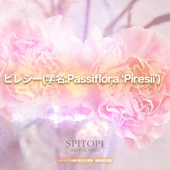 ピレシー(学名:Passiflora ‘Piresii’)