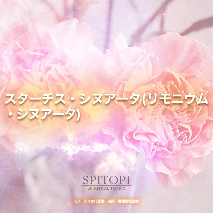 スターチスの花言葉 英語 種類別花言葉 Spitopi