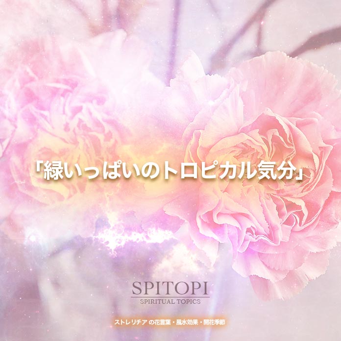ストレリチア の花言葉 風水効果 開花季節 Spitopi