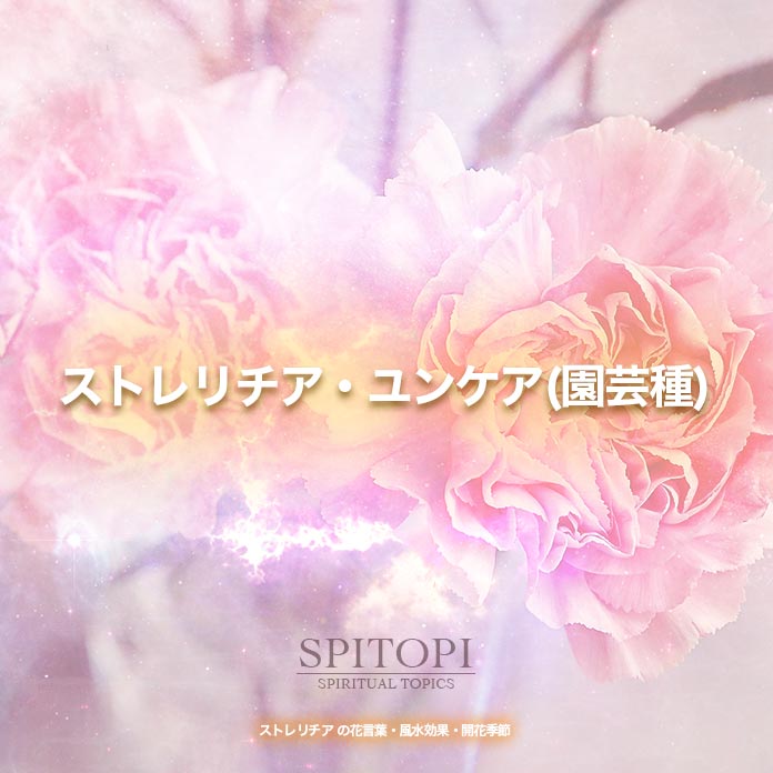 ストレリチア の花言葉 風水効果 開花季節 Spitopi