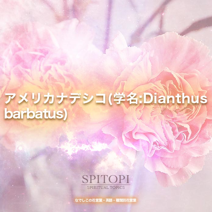 アメリカナデシコ(学名:Dianthus barbatus)