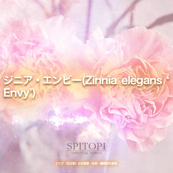 ジニア・エンビー(Zinnia elegans ‘Envy’)