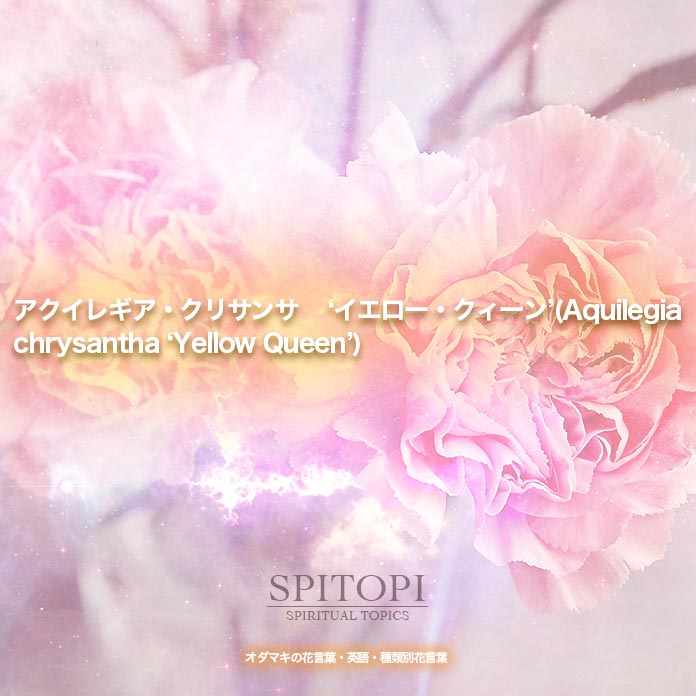 アクイレギア・クリサンサ ‘イエロー・クィーン’(Aquilegia chrysantha ‘Yellow Queen’)
