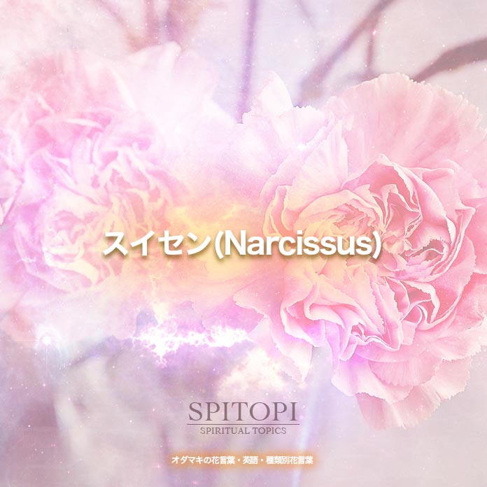 スイセン(Narcissus)
