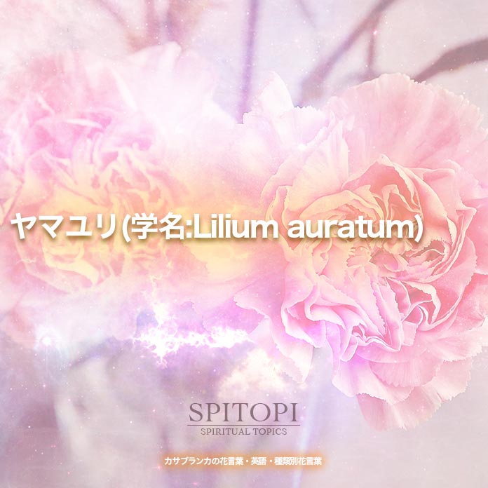ヤマユリ(学名:Lilium auratum)