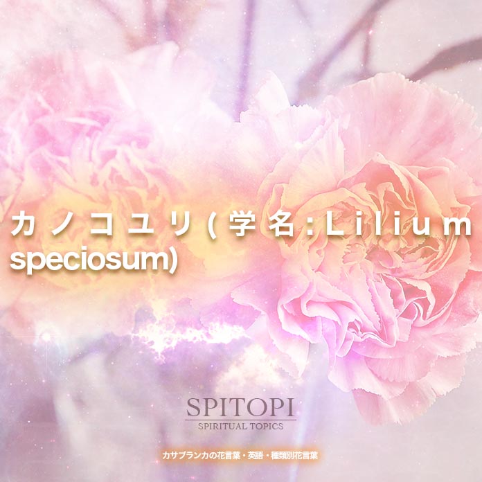 カノコユリ(学名:Lilium speciosum) 