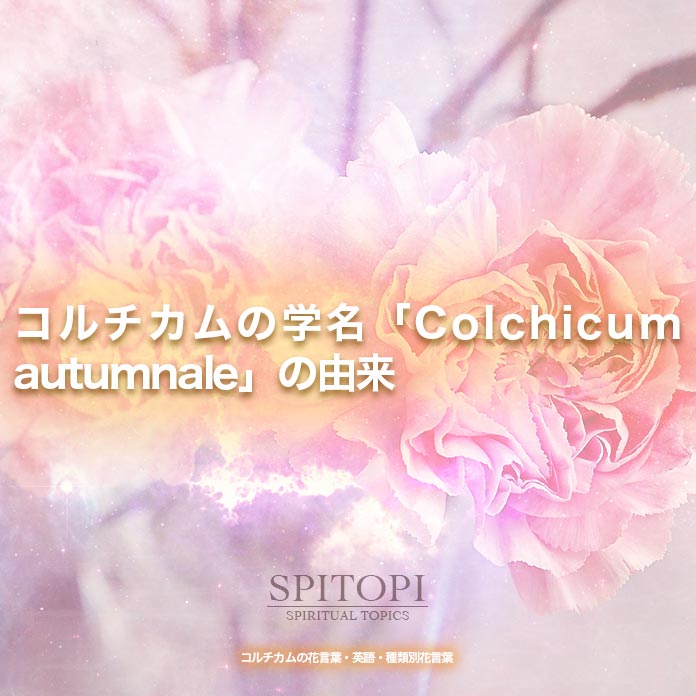 コルチカムの学名「Colchicum autumnale」の由来