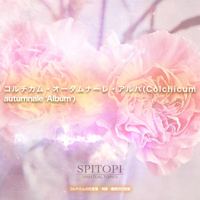 コルチカム・オータムナーレ・アルバ(Colchicum autumnale ‘Album’)