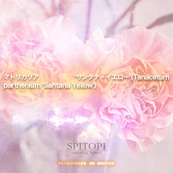 マトリカリア ‘サンタナ・イエロー’(Tanacetum parthenium ‘Santana Yellow’)